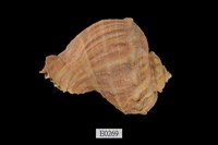 藏品(白皺岩螺)的圖片